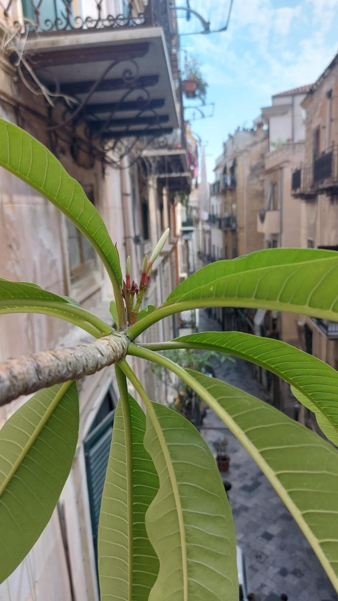 A Casa Di Elena Daire Palermo Dış mekan fotoğraf